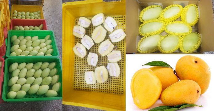 Mango-fruit