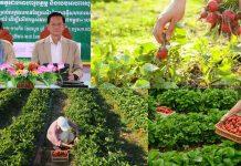 ក្រសួងគិតគូពី “កសិកម្មវៃឆ្លាតគិតគូរពីអាហារូបត្ថម្ភ និងរបប អាហារសុខភាព”