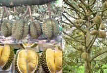 ដំណឹងល្អ!ក្រសួងសម្រេចចុះបញ្ជីជាផ្លូវការផលិតផល “ទុរេនបែកអន្លូង” ជាម៉ាកសមូហភាព