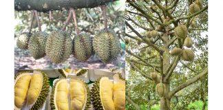 ដំណឹងល្អ!ក្រសួងសម្រេចចុះបញ្ជីជាផ្លូវការផលិតផល “ទុរេនបែកអន្លូង” ជាម៉ាកសមូហភាព